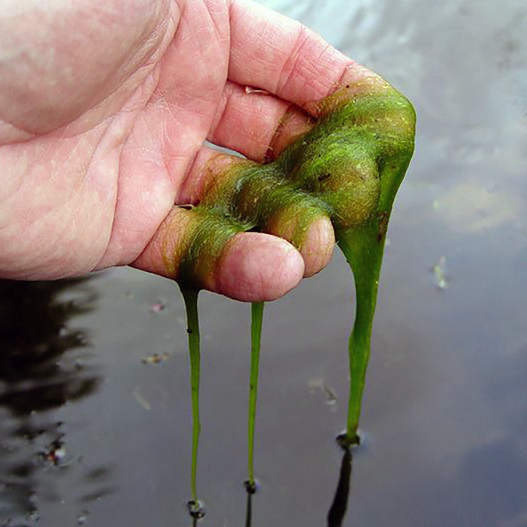 Fadenalgen entfernen