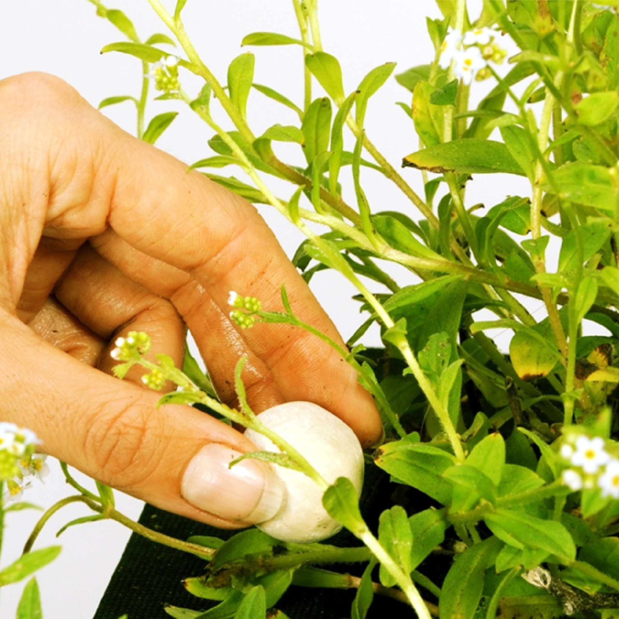 Superdüngerkugeln XL