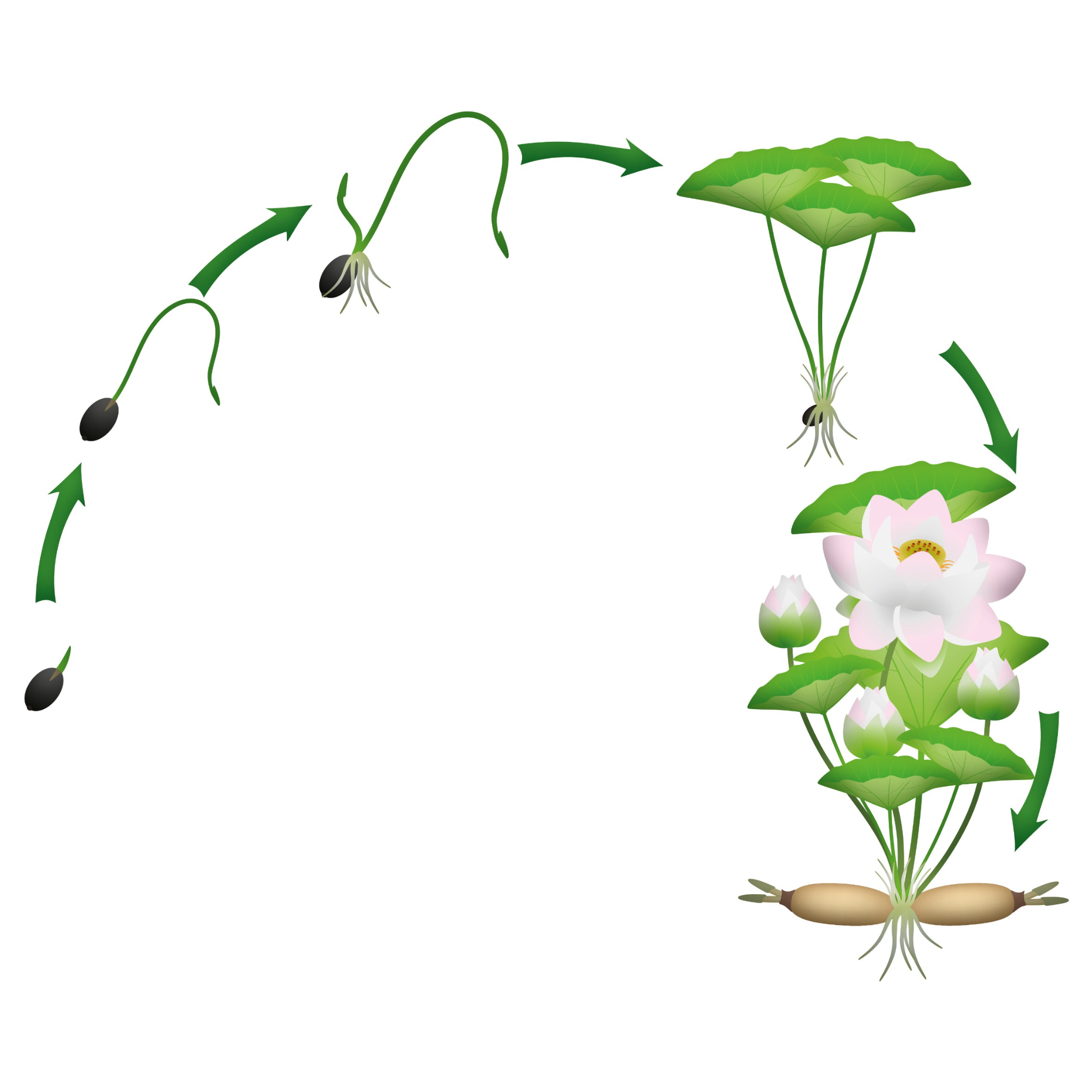 Lucky Lotus