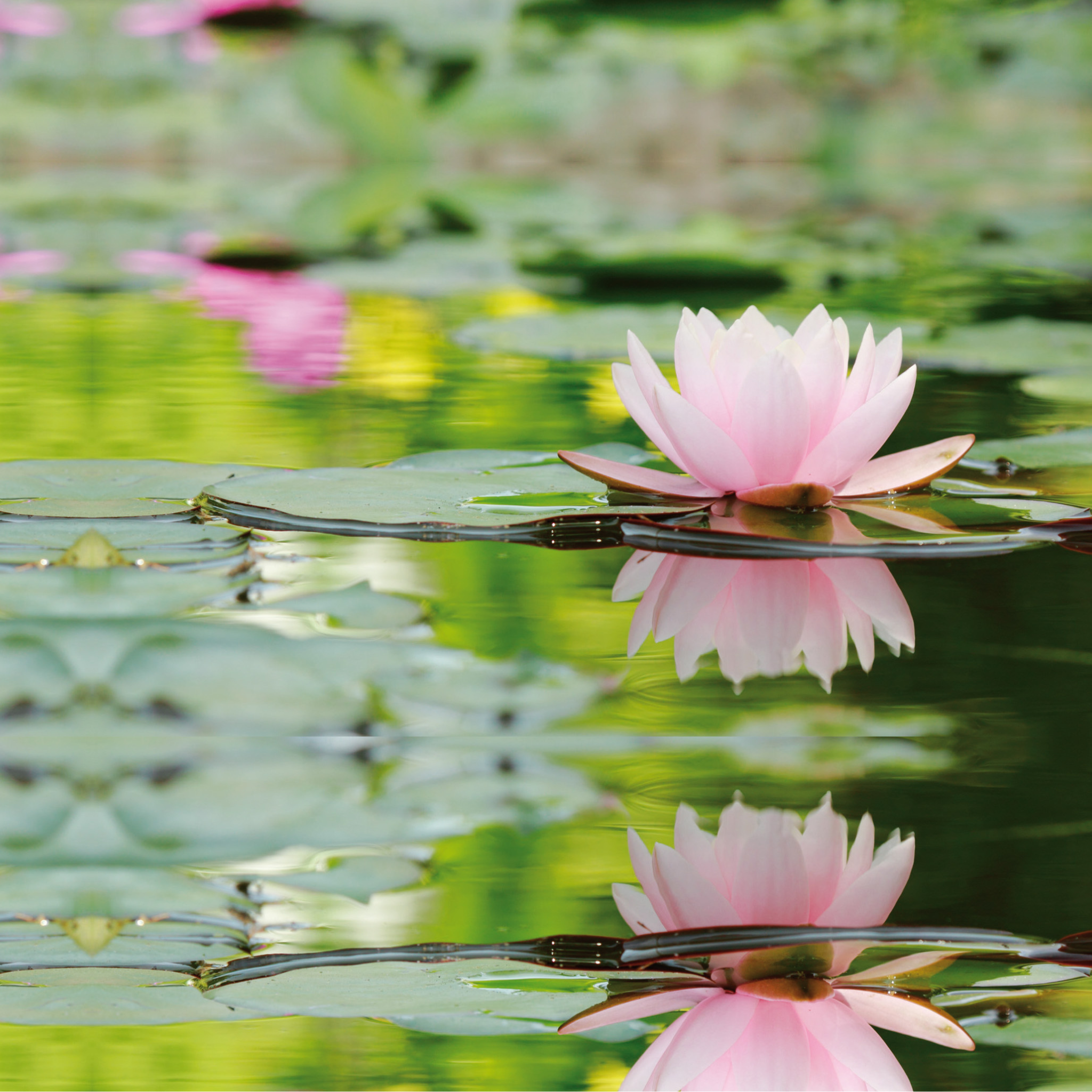 teich algenfrei lelie