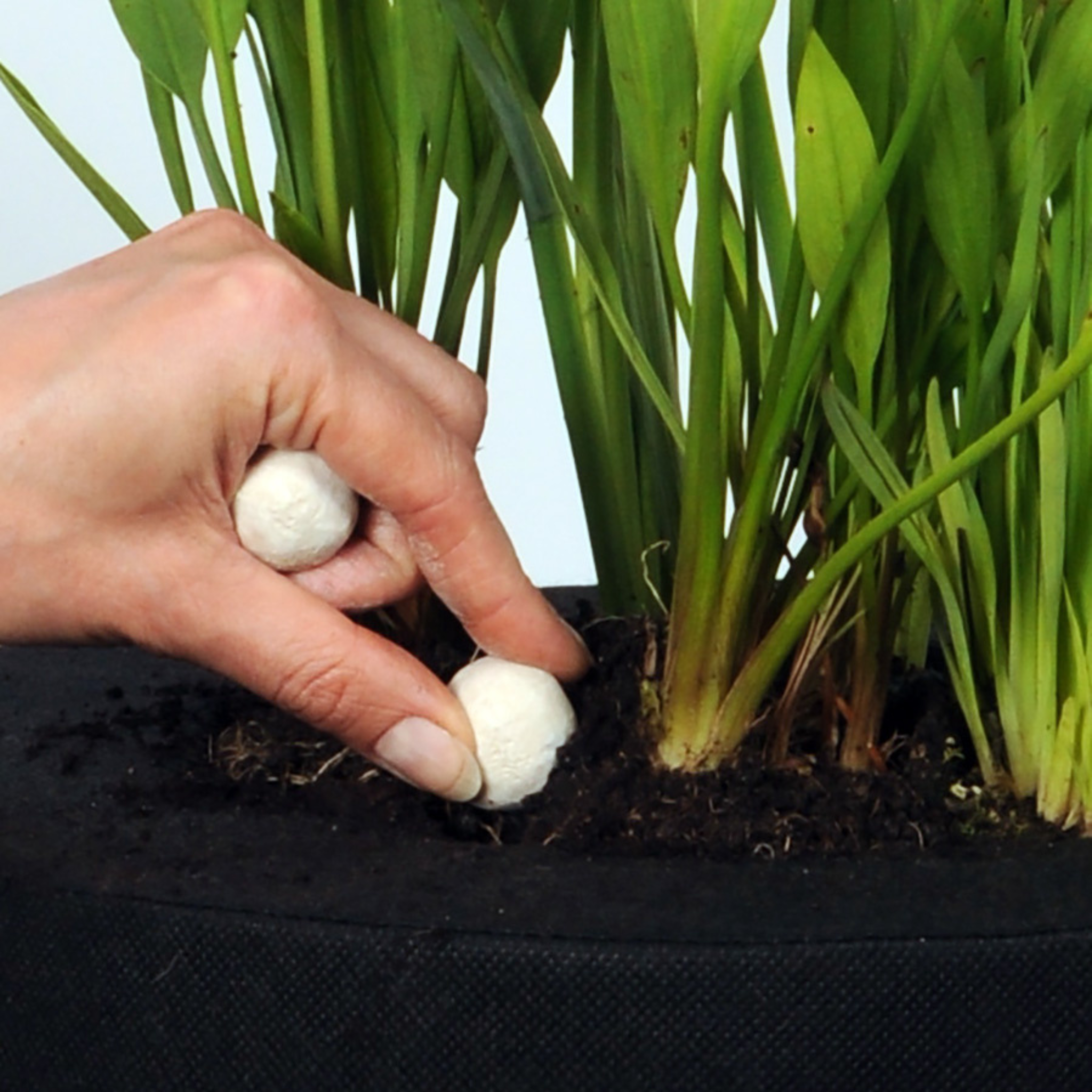 Düngerkugeln Plätze