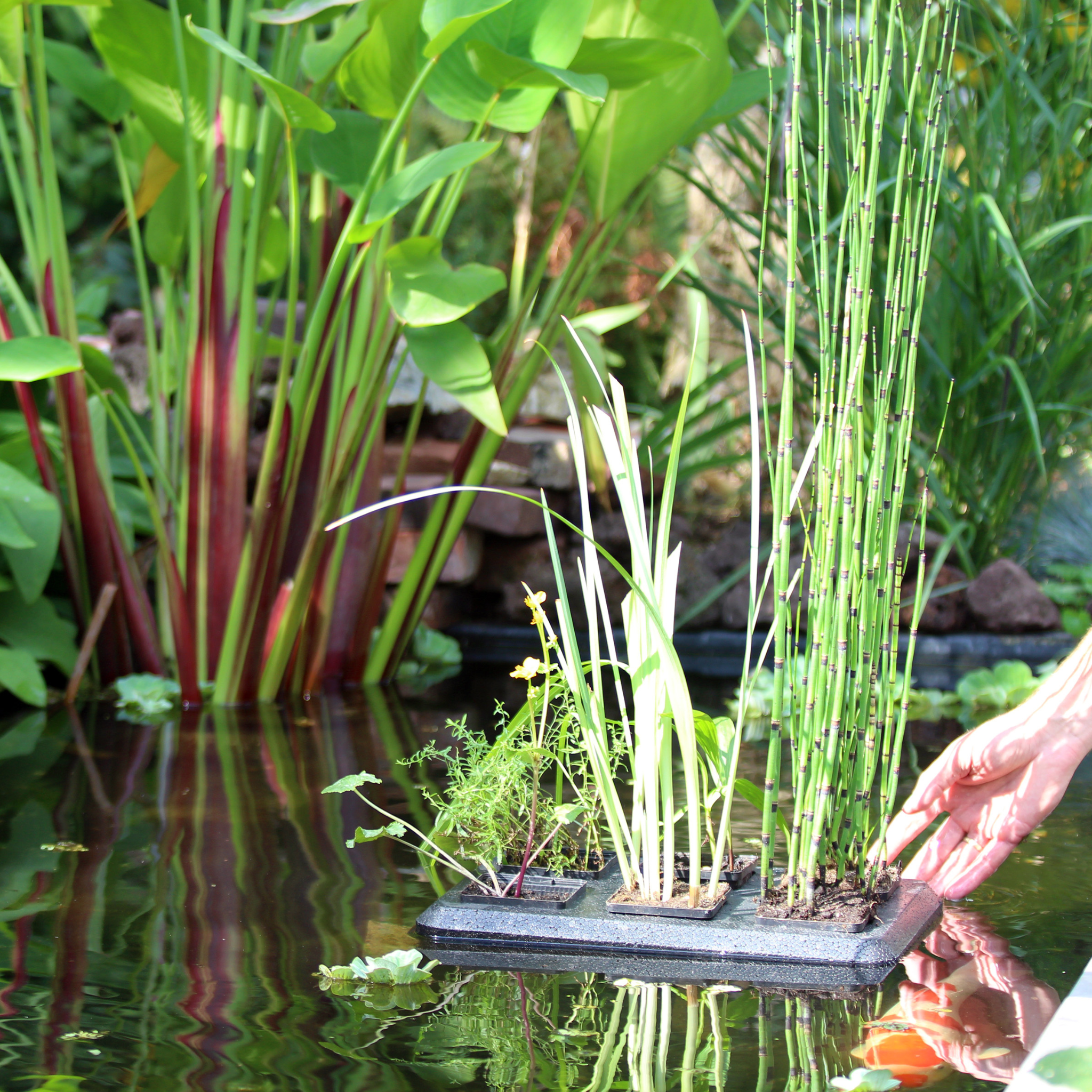 Floating Plant Oasis
